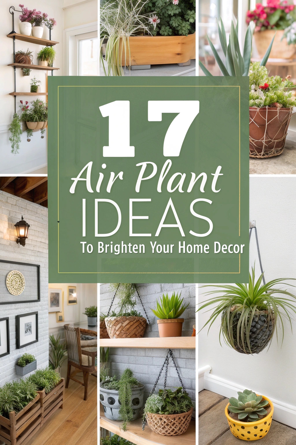 Air Plant Ideas to Brighten Your Home Decor