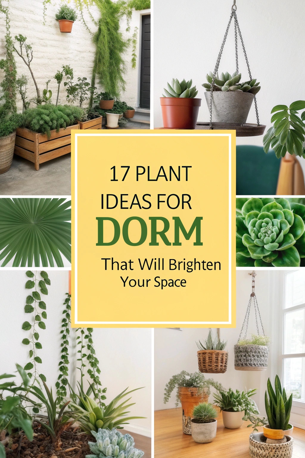 Plant Ideas for Dorm That Will Brighten Your Space