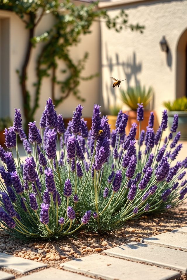 fragrant drought tolerant lavender blooms