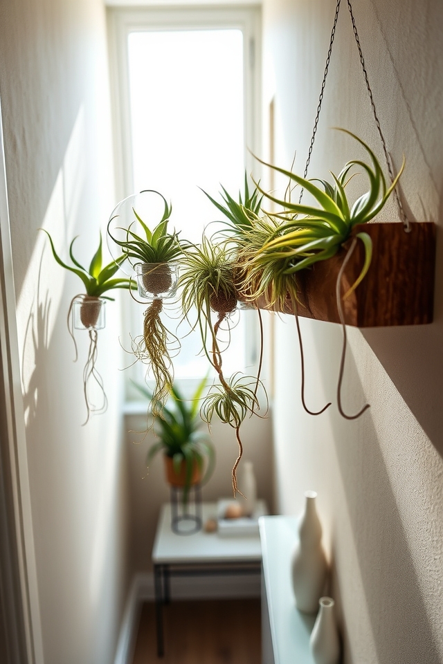 soil free adaptable houseplants