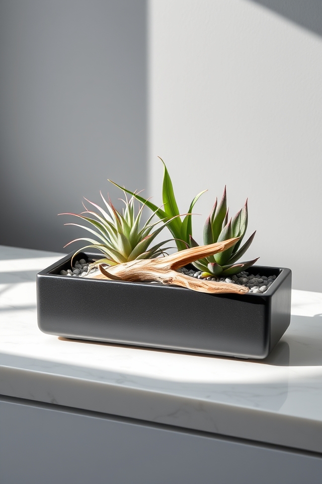 unique modern air plants