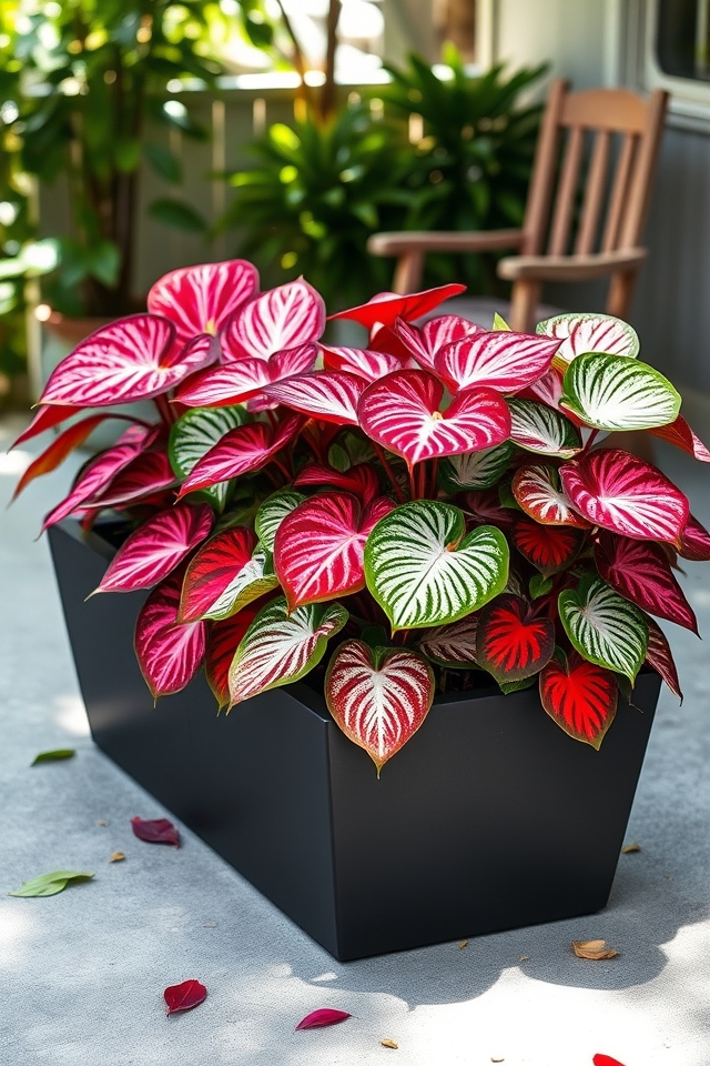 vibrant tropical caladiums display